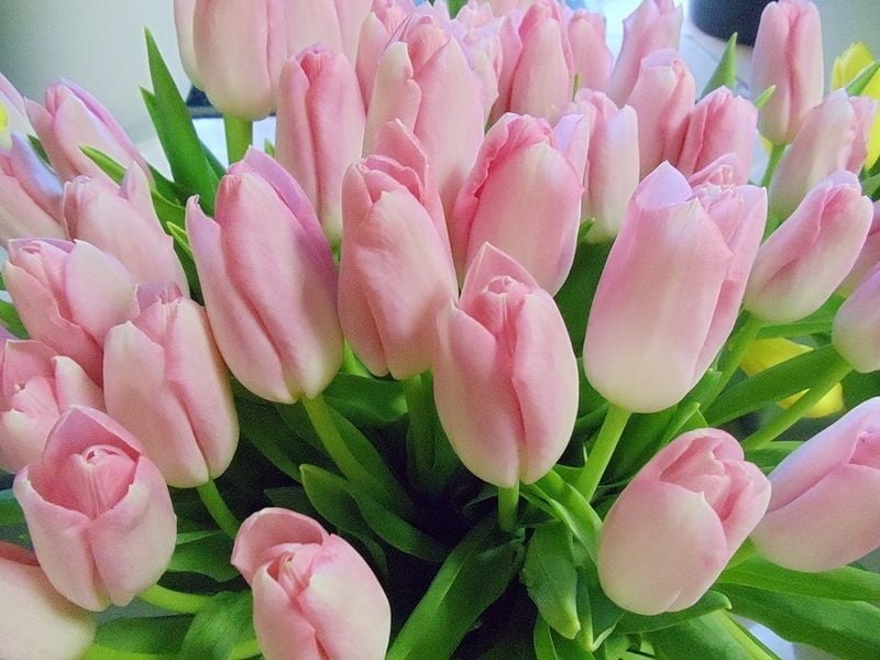тюльпаны розовые фото